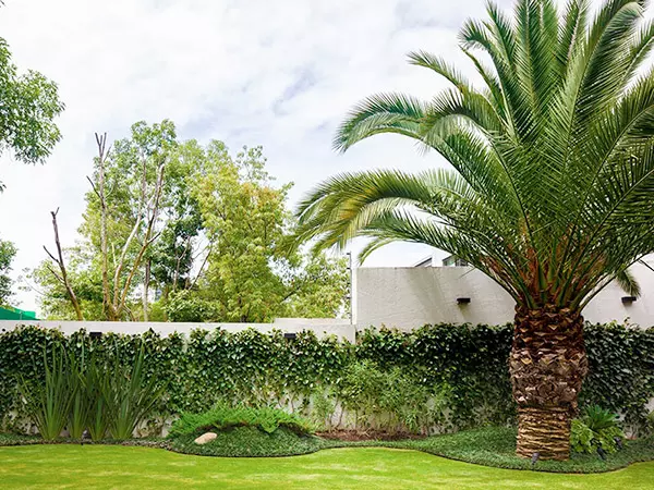 Huatan Jardín Palmera