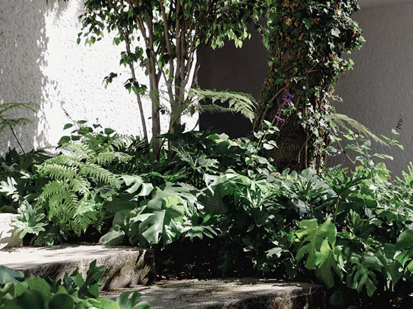 Huatan Jardín Hortensia